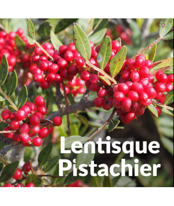 Hydrolat de lentisque...