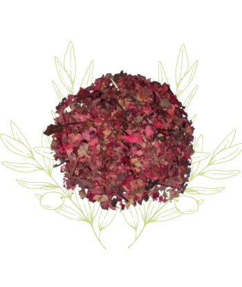 Vigne rouge (feuilles...