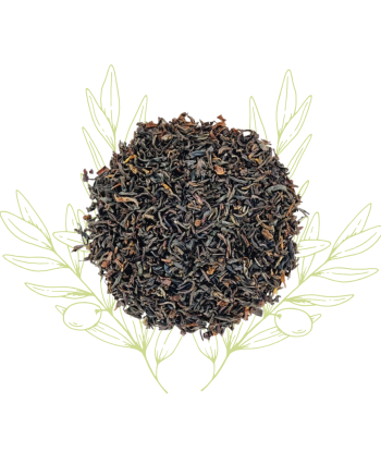 Thé vert - Camellia sinensis