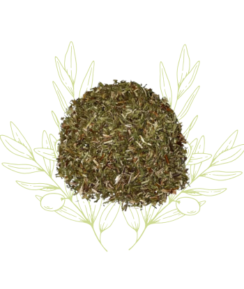 Hysope - Hyssopus officinalis