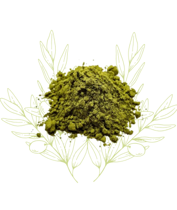 Henne neutre - Cassia obovata