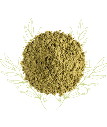 Henne rouge - Lasonia inermis