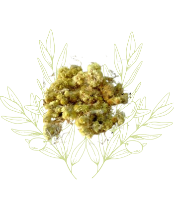 Immortelle (feuilles...