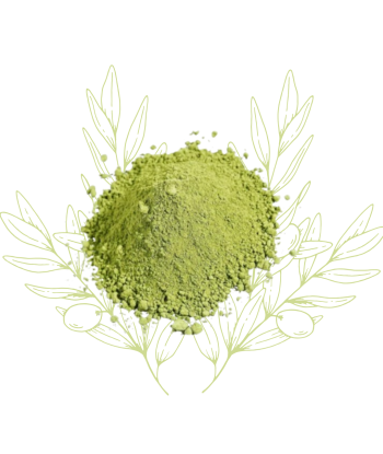 Sidr (poudre) - Ziziphus...