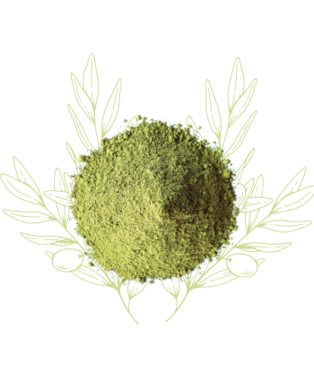 Matcha (poudre) - Oliverda