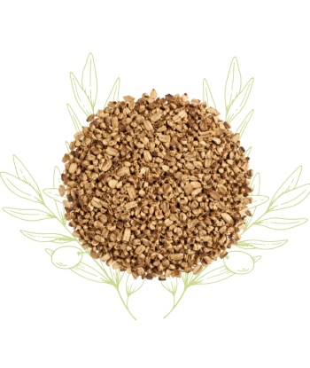 Chicorée (racines) -...