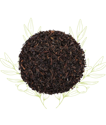 Thé noir - Camellia sinensis