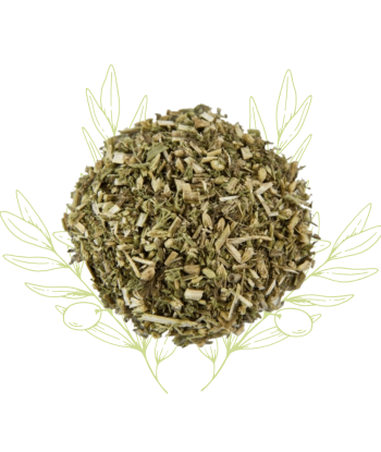 Échinacée (feuilles) -...