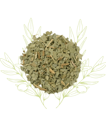 Eucalyptus (feuilles) -...