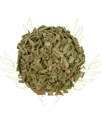 Olivier (feuilles) – Olea...