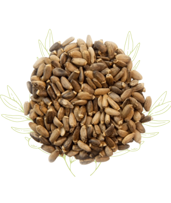 Chardon-Marie (graines) –...