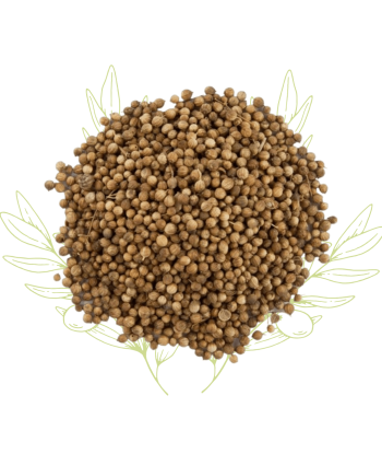 Coriandre (graines) -...