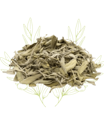 SAUGE - Salvia officinalis