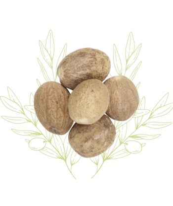 Noix de Muscade - Myristica...