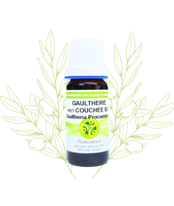 H.E. De gaulthérie couchée...