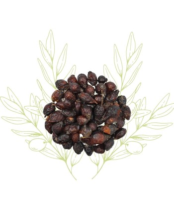 Églantier (Cynorrhodon...