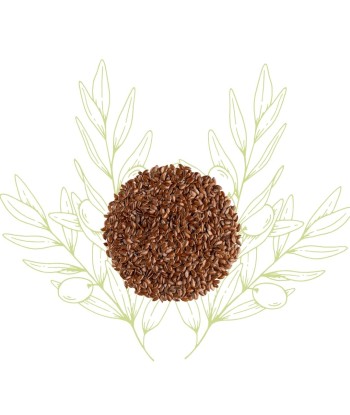 Graines de Lin – Linum...