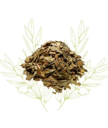GINKGO BILOBA