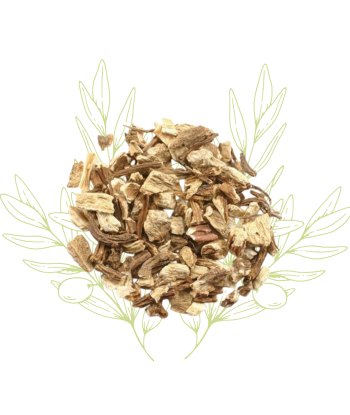 Angélique (racines coupées)...