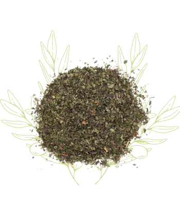 Menthe pouliot - Mentha...