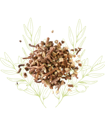 Pissenlit (racines) -...