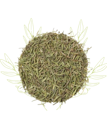 Romarin - Rosmarinus...