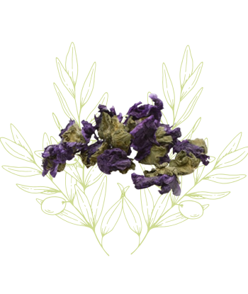 Mauve - Malva sylvestris