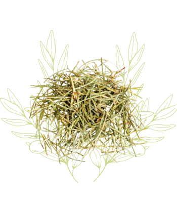 Prêle (sèche) - Equisetum...