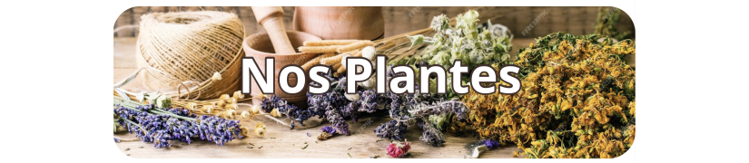 Plantes Herboristiques - Bienfaits Naturels pour Votre Santé
